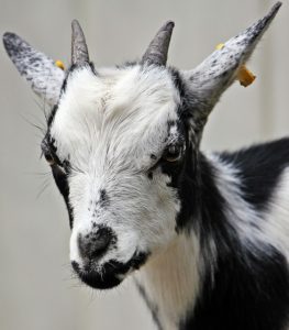 goat-1461917_640